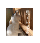 我々は猫なのである（個別スタンプ：6）