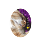 我々は猫なのである（個別スタンプ：7）