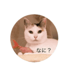 我々は猫なのである（個別スタンプ：9）