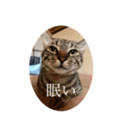 我々は猫なのである（個別スタンプ：10）