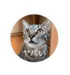 我々は猫なのである（個別スタンプ：11）