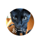 我々は猫なのである（個別スタンプ：12）