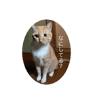 我々は猫なのである（個別スタンプ：13）