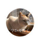 我々は猫なのである（個別スタンプ：14）