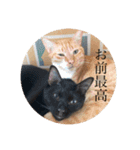 我々は猫なのである（個別スタンプ：15）