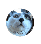 我々は猫なのである（個別スタンプ：16）