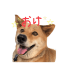 柴犬琉球犬なつちゃんのかわいいスタンプ。（個別スタンプ：1）