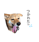 柴犬琉球犬なつちゃんのかわいいスタンプ。（個別スタンプ：3）