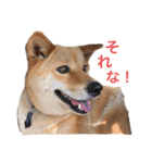 柴犬琉球犬なつちゃんのかわいいスタンプ。（個別スタンプ：4）