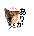柴犬琉球犬なつちゃんのかわいいスタンプ。（個別スタンプ：5）
