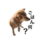 柴犬琉球犬なつちゃんのかわいいスタンプ。（個別スタンプ：6）