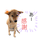 柴犬琉球犬なつちゃんのかわいいスタンプ。（個別スタンプ：7）
