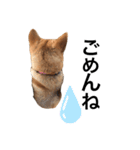 柴犬琉球犬なつちゃんのかわいいスタンプ。（個別スタンプ：8）