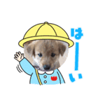 柴犬琉球犬なつちゃんのかわいいスタンプ。（個別スタンプ：9）