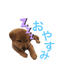 柴犬琉球犬なつちゃんのかわいいスタンプ。（個別スタンプ：10）