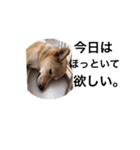 柴犬琉球犬なつちゃんのかわいいスタンプ。（個別スタンプ：12）