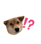柴犬琉球犬なつちゃんのかわいいスタンプ。（個別スタンプ：13）