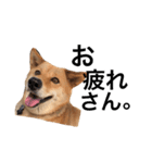 柴犬琉球犬なつちゃんのかわいいスタンプ。（個別スタンプ：14）