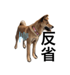 柴犬琉球犬なつちゃんのかわいいスタンプ。（個別スタンプ：15）