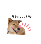 柴犬琉球犬なつちゃんのかわいいスタンプ。（個別スタンプ：16）