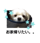 Uchamin.5（個別スタンプ：2）