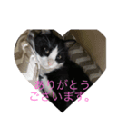 ハチワレめいちゃん21（個別スタンプ：6）