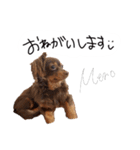 チワックスのめろ（個別スタンプ：12）