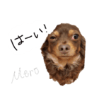 チワックスのめろ（個別スタンプ：13）