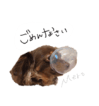 チワックスのめろ（個別スタンプ：14）