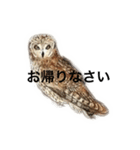 ミミズクのメッセージ（個別スタンプ：4）