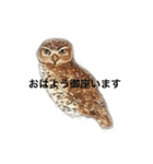 ミミズクのメッセージ（個別スタンプ：7）