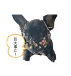 フレンチブルドッグ おはぎ5（個別スタンプ：13）