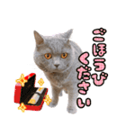 猫の金太 Vol.1（個別スタンプ：4）