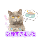 猫の金太 Vol.1（個別スタンプ：7）