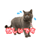 猫の金太 Vol.1（個別スタンプ：12）