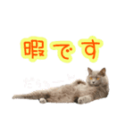 猫の金太 Vol.1（個別スタンプ：15）