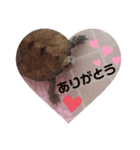 うちのイシガメさん。（個別スタンプ：1）