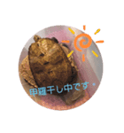 うちのイシガメさん。（個別スタンプ：3）