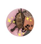 うちのイシガメさん。（個別スタンプ：5）