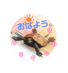 うちのイシガメさん。（個別スタンプ：7）