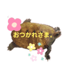 うちのイシガメさん。（個別スタンプ：10）