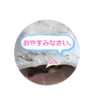 うちのイシガメさん。（個別スタンプ：11）