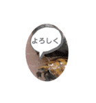 うちのイシガメさん。（個別スタンプ：13）