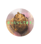 うちのイシガメさん。（個別スタンプ：14）
