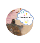うちのイシガメさん。（個別スタンプ：15）
