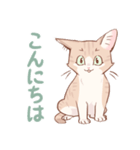 ちゃとらねこのスタンプ（個別スタンプ：1）