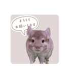 チンチラさんのちょっと敬語スタンプ（個別スタンプ：1）