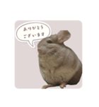 チンチラさんのちょっと敬語スタンプ（個別スタンプ：2）
