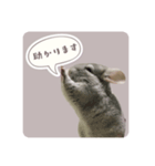 チンチラさんのちょっと敬語スタンプ（個別スタンプ：3）