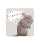 チンチラさんのちょっと敬語スタンプ（個別スタンプ：4）
